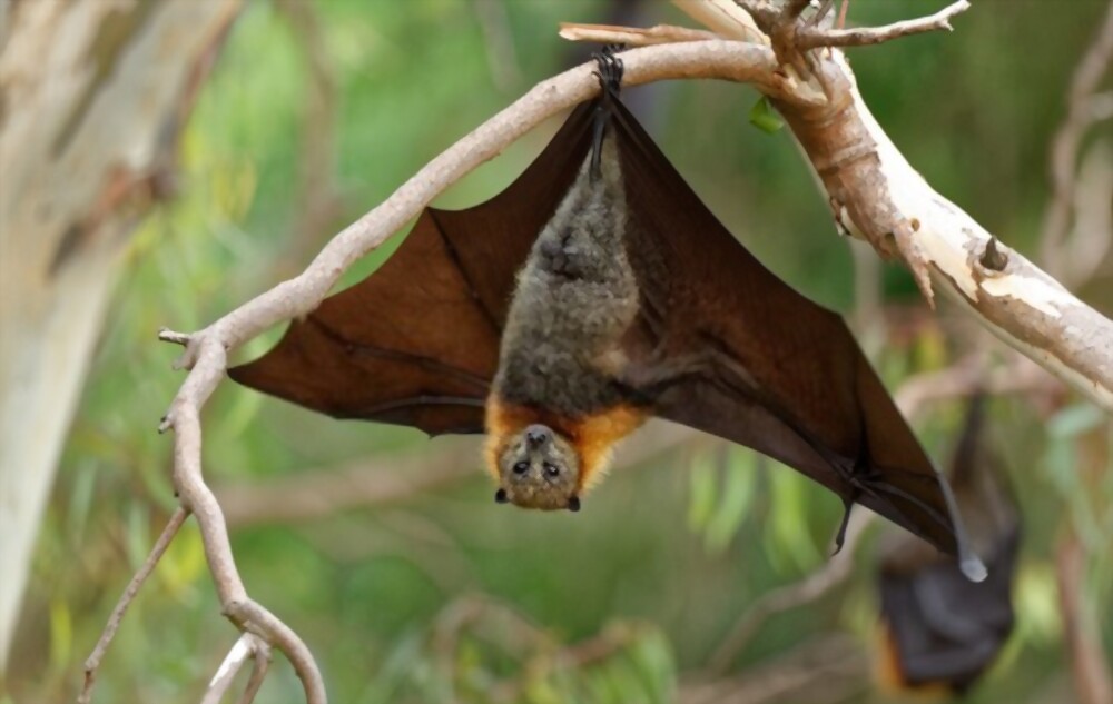 A 12-year-old Boy Died due to Nipah Virus Infection In Kozhikode, Kerala