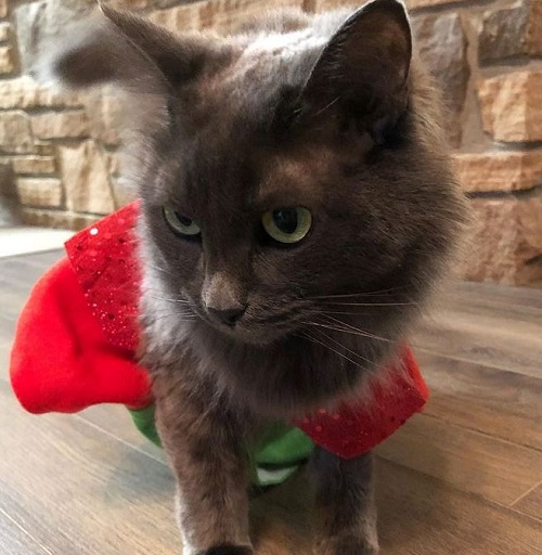 Nicole Law has a pet cat
