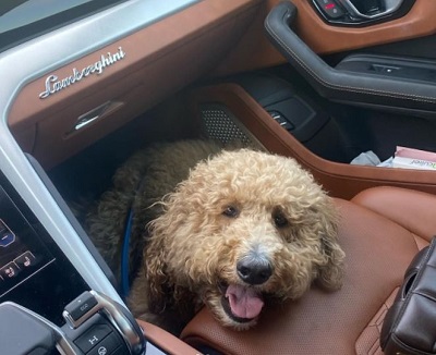 Annika Backes pet dog