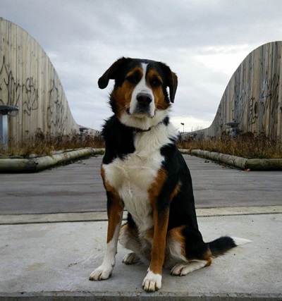 Oscar Lesage's pet dog
