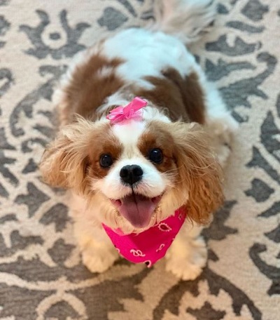 Lisa Boothe's pet dog