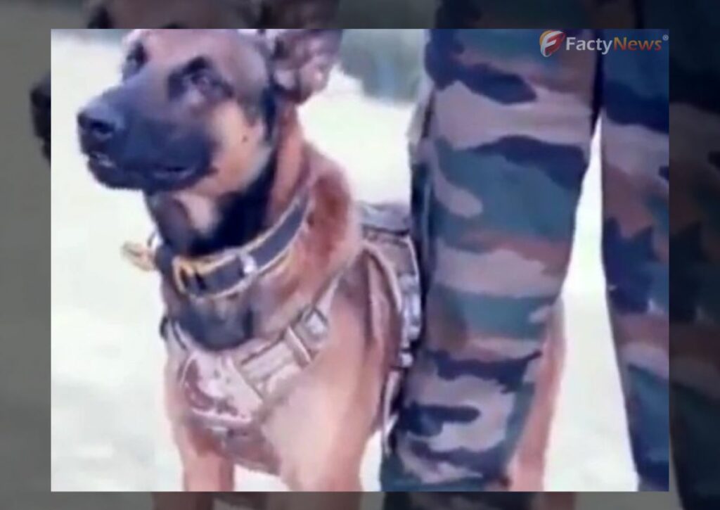 Army Dog Zoom Dies