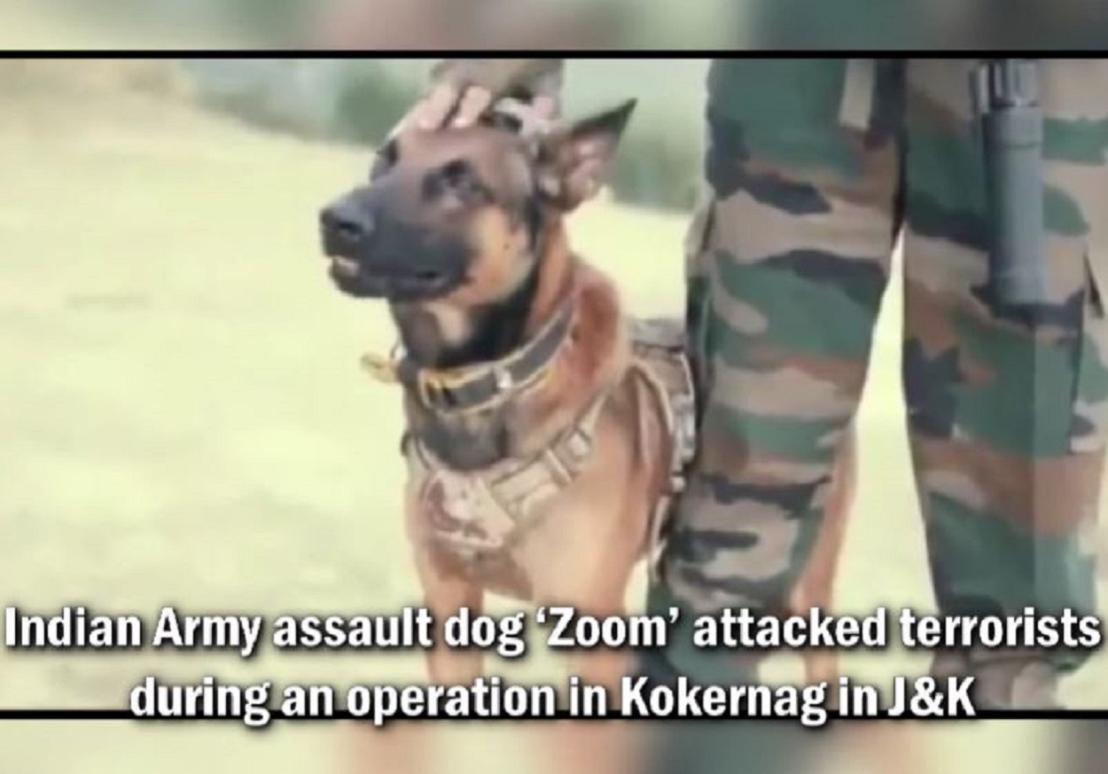 Indian Army Officers pay tribute to Dog Zoom who Assisted in the Killing of 2 Terrorists