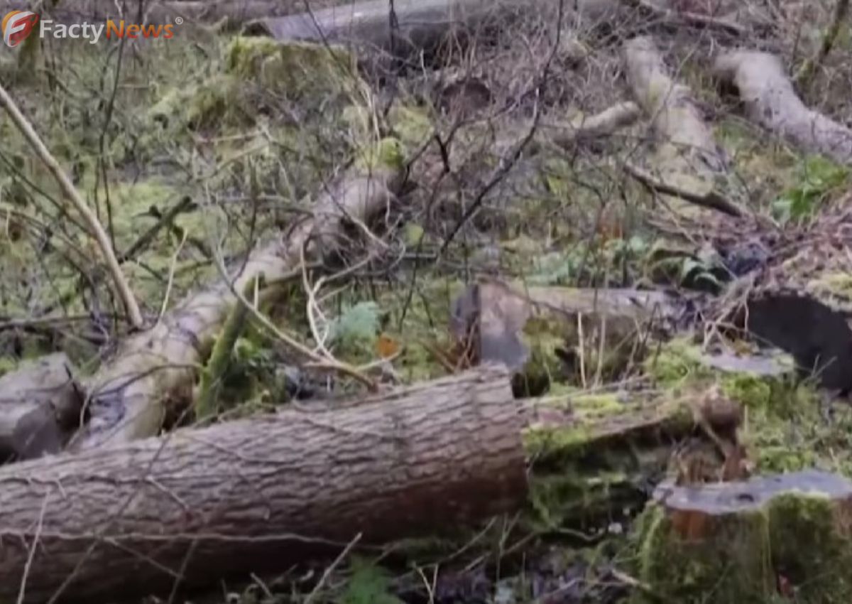Fungal disease killing millions of trees
