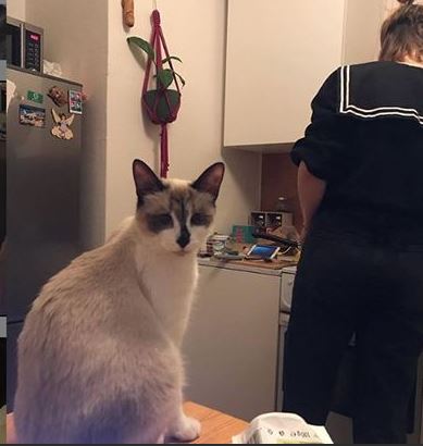Aleksandra Skraba's cat Fruzia
