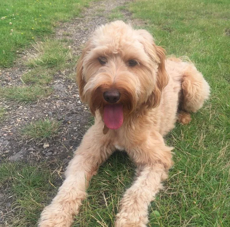 Amelia Reynolds's dog