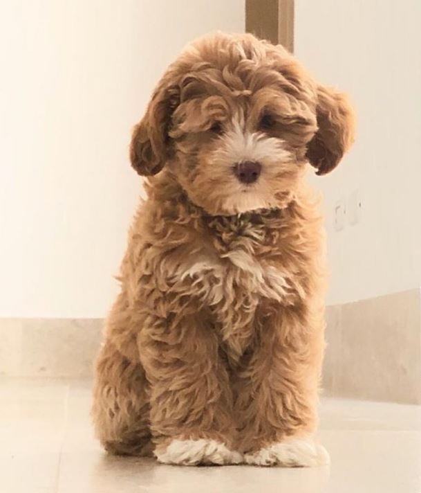 Mariandrea Villegas dog