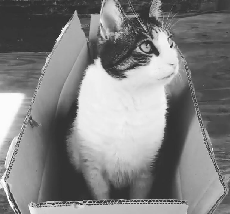 Rachael Thompson has a cat
