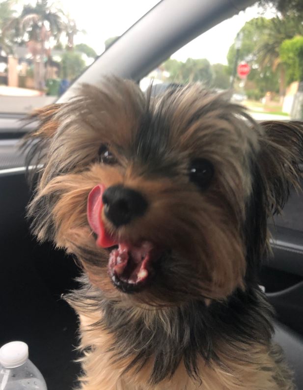 Tyler Lawrence has a pet dog