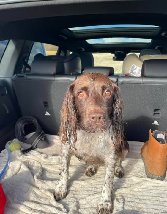 Nicola Bulley's dog Willow