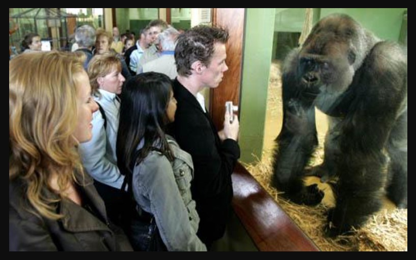 Silverback gorilla Bokito